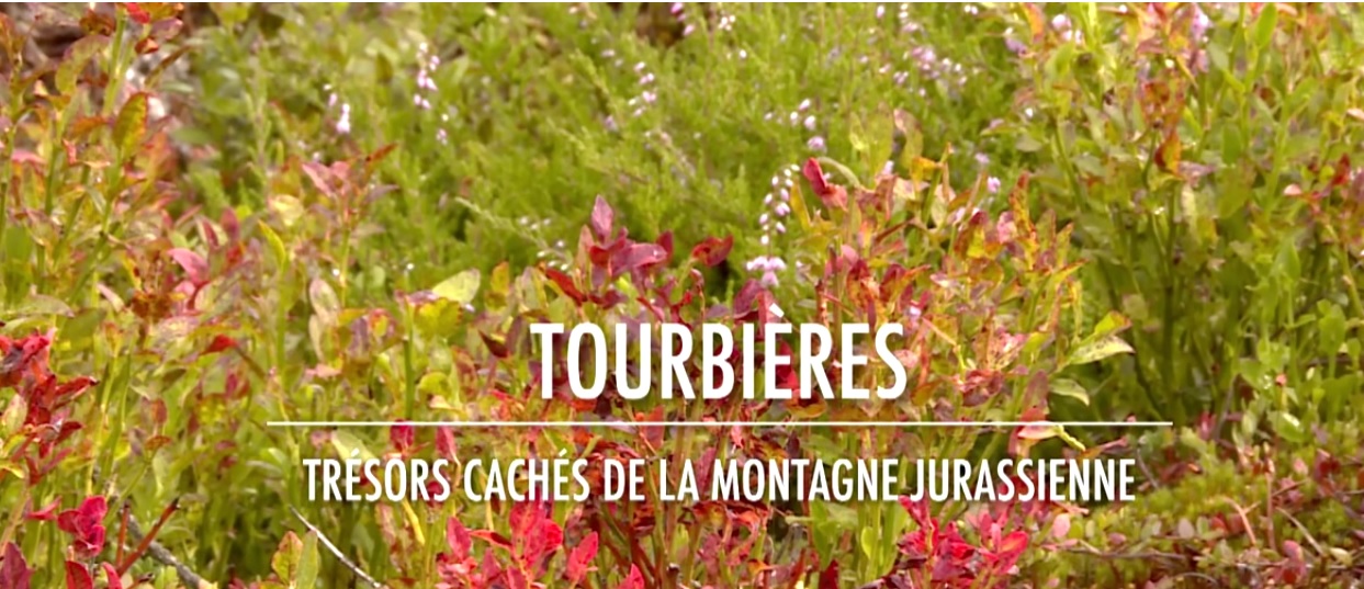 film « Tourbières, trésors cachés de la montagne jurassienne »