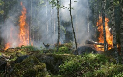 Feux de forêts : vigilance !