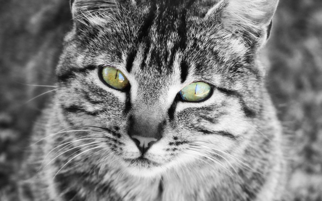 Campagne de stérilisation des chats